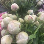 4月6日～シャクヤク入荷しました。