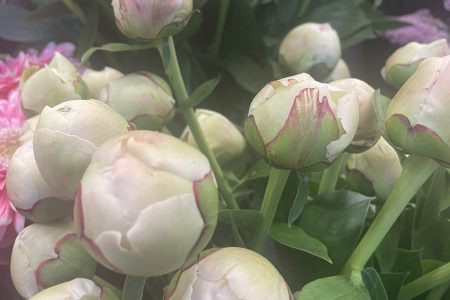 4月6日～シャクヤク入荷しました。